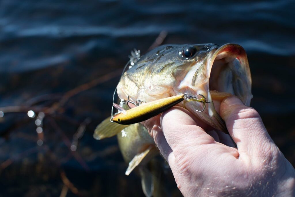 Australian Bass - Hawkesbury River Fish Species 2