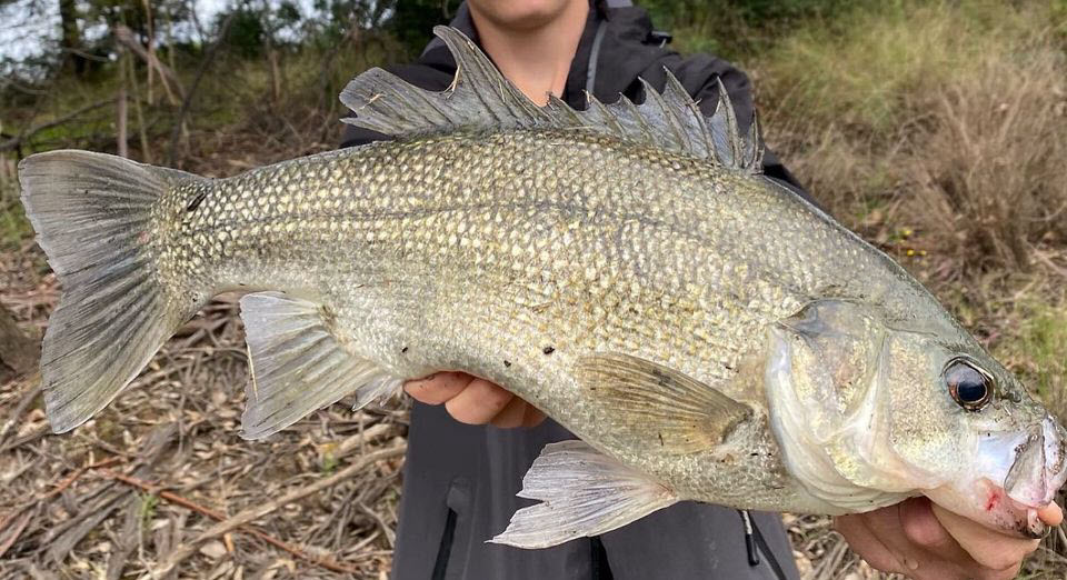 Australian Bass - Hawkesbury River Fish Species