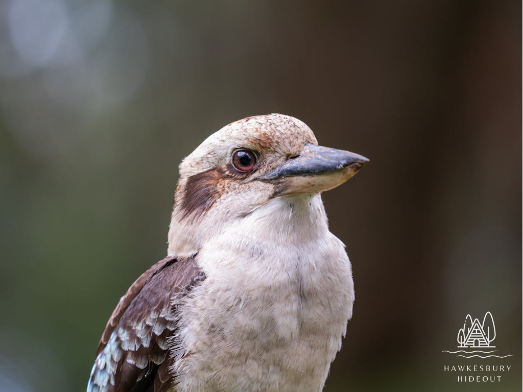 Birdwatching Tours Hawkesbury River (8)