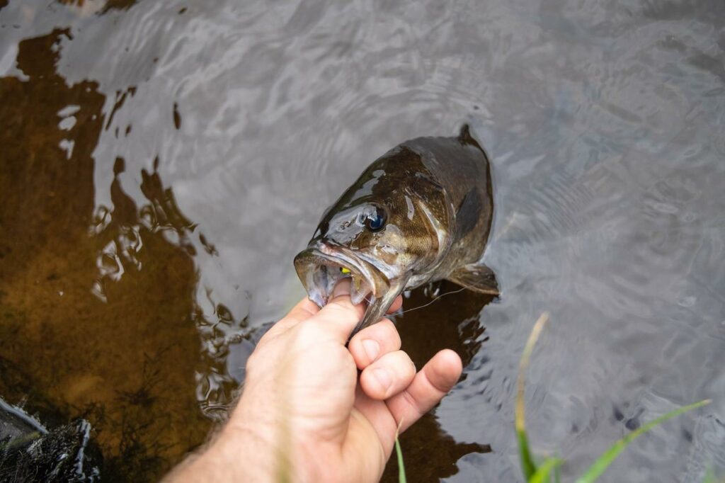 Estuary Perch - Hawkesbury River Fish Species