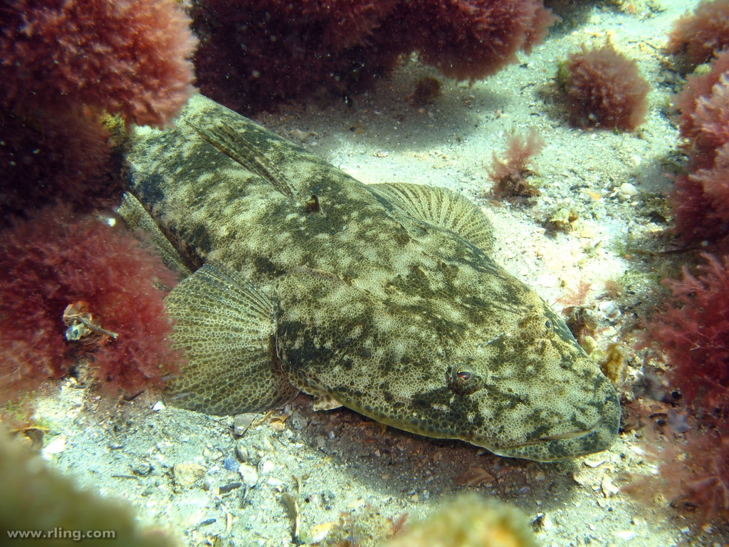 Dusky Flathead - Hawkesbury River Fish Species