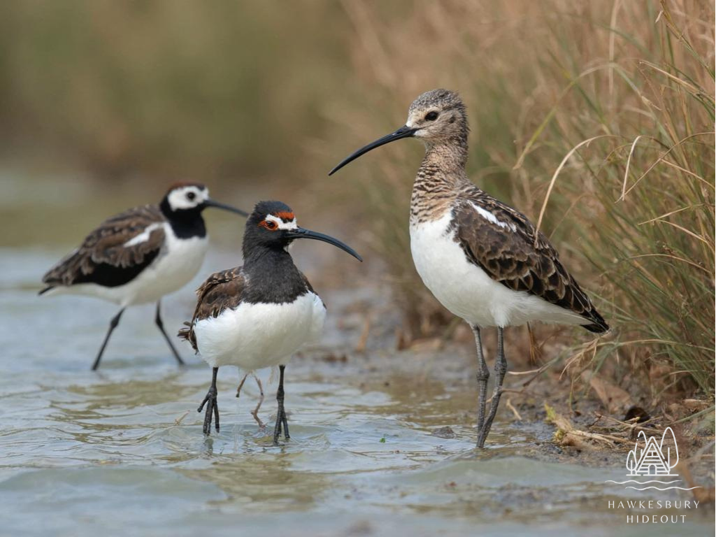 Hawkesbury River Birdwatching Guide (11)