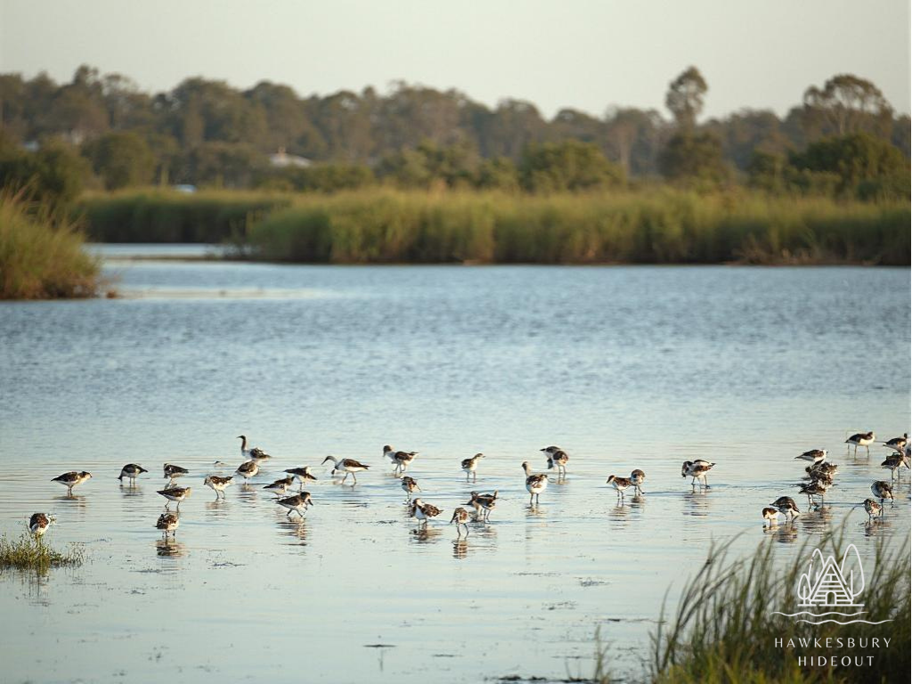 Hawkesbury River Birdwatching Guide (12)