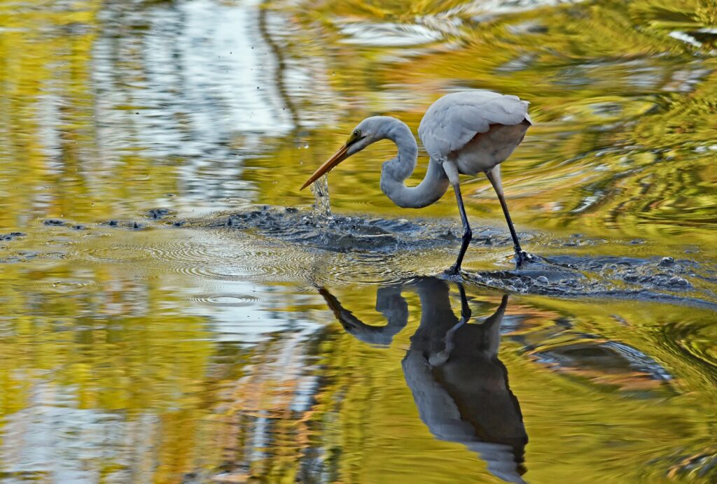 Hawkesbury River Birdwatching Spots (3)