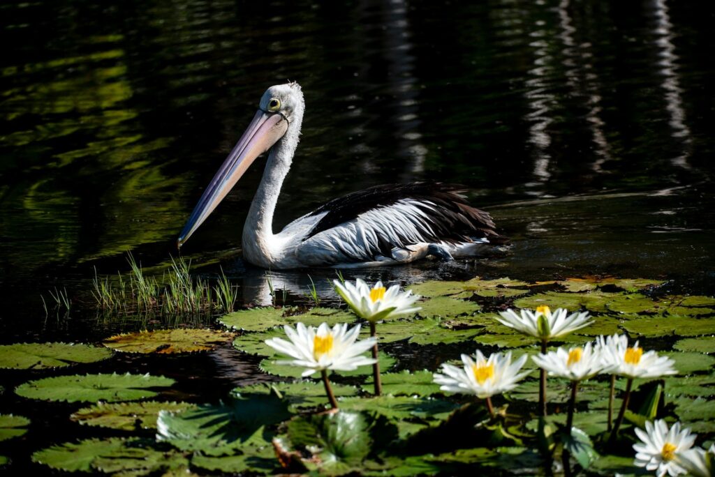 Hawkesbury River Birdwatching Spots (4)