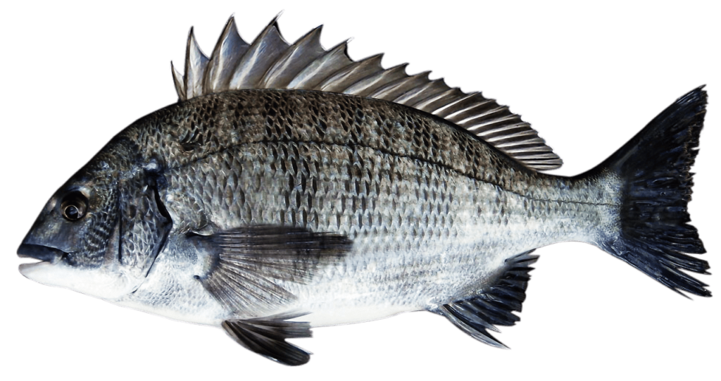 Bream - Hawkesbury River Fish Species