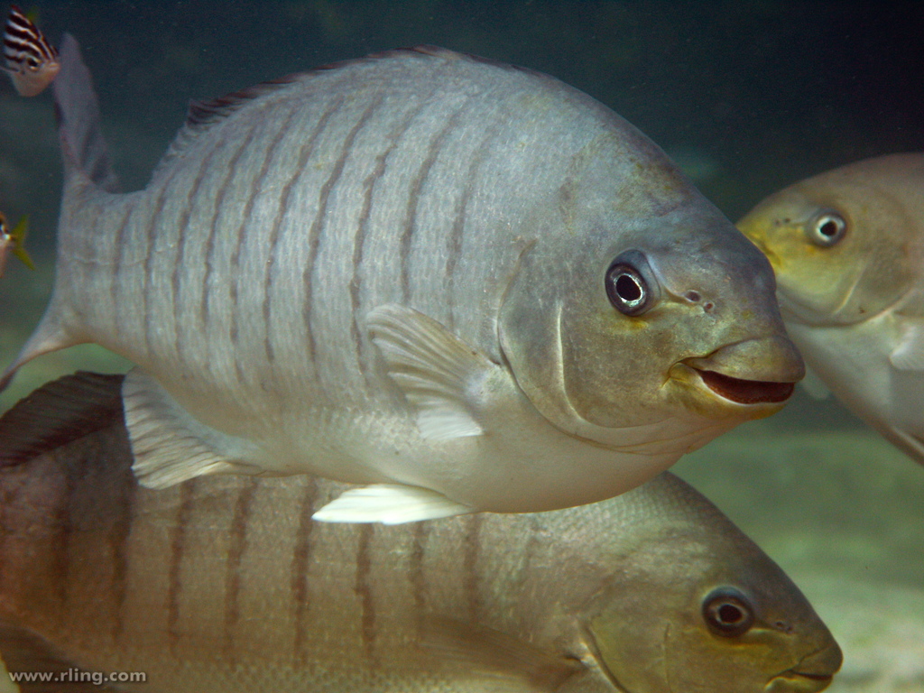 Luderick - Hawkesbury River Fish Species