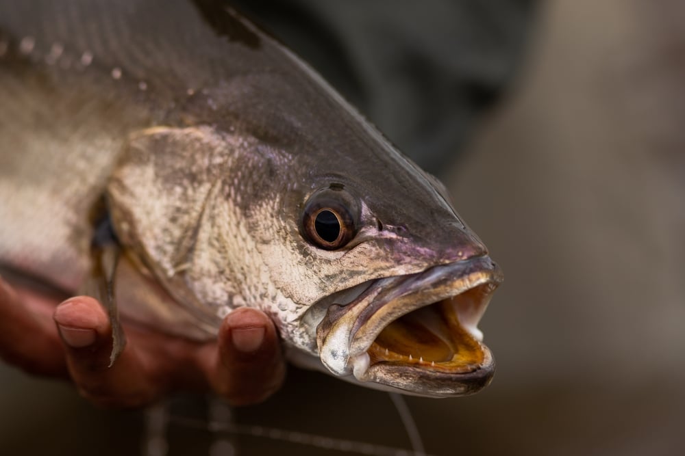 Mulloway Jewfish -Hawkesbury River Fish Species (2)