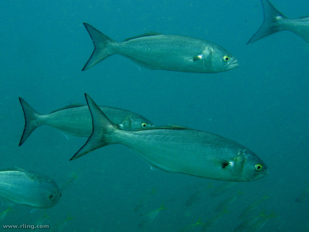 Tailor - Hawkesbury River Fish Species