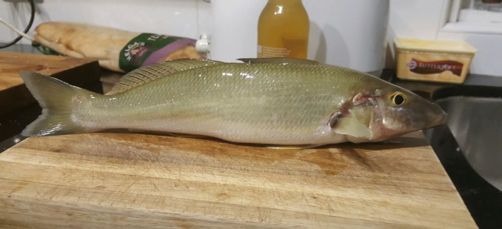 Whiting - Hawkesbury River Fish Species